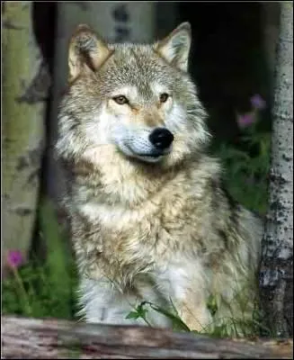 Peut-on voir des loups et des ours dans les parcs nationaux de la rgion Rhne-Alpes ?