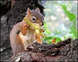 Quel est son rgime alimentaire ?