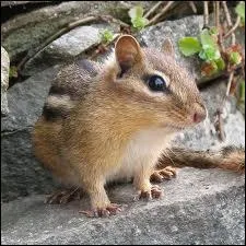 Quelle espce peut-tre leve en captivit ?