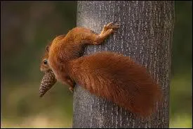 Quel organe lui est indispensable pour sauter ?