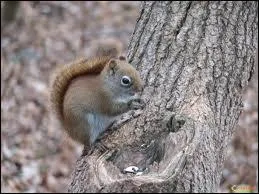 Quel est son principal prdateur ?