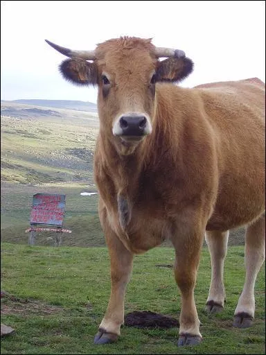 Quelle race de vaches n'est pas auvergnate ?