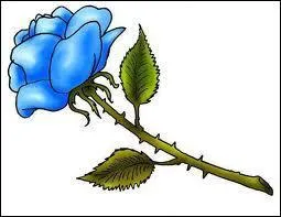 Il n'y a pas de rose...