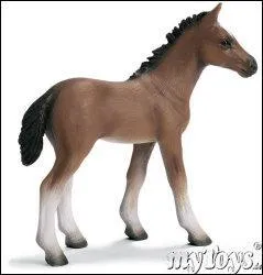 Quelle est la race de ce cheval ?