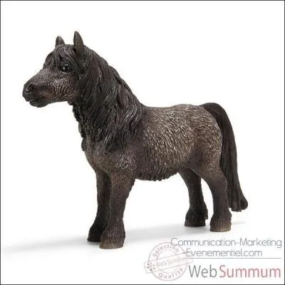 Quelle est la race de ce cheval ?