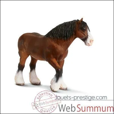 Quelle est la race de ce cheval ?