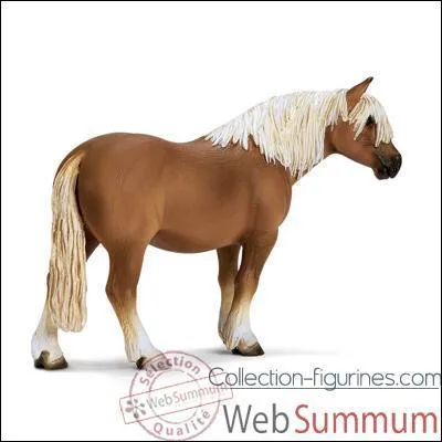 Quelle est la race de ce cheval ?