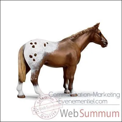 Quelle est la race de ce cheval ?