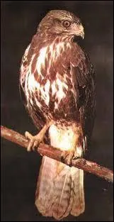 De quel animal s'agit-il ?