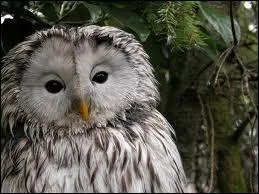 De quel animal s'agit-il ?