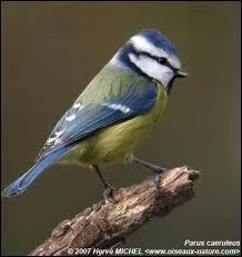 De quel animal s'agit-il ?