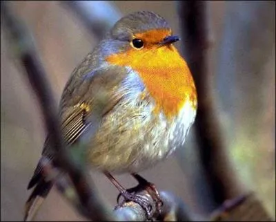 De quel animal s'agit-il ?