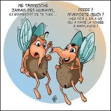 Dcembre : A Nol les moucherons... .