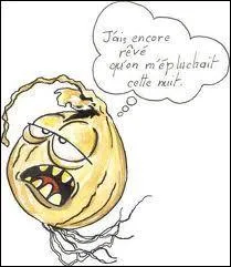 Les oignons ont beaucoup de pelures...
