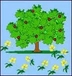 Aot murit les fruits...