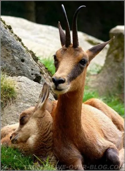 Le parc national des Pyrnes est le seul lieu en France o l'on trouve... ?