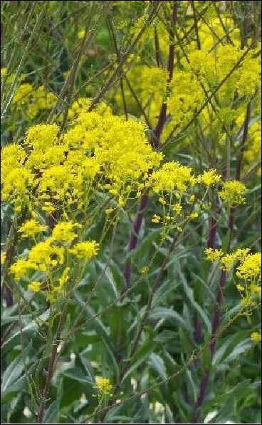 Que cultive-t-on depuis le Moyen-Age dans le Pays de Cocagne (Sud-Ouest du Tarn) ?