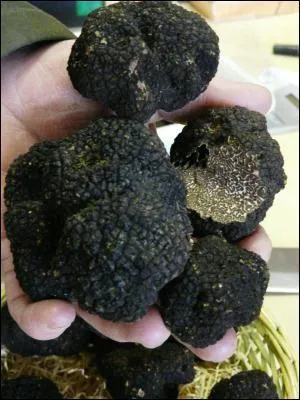 Qu'est-ce que 'le diamant noir' du Quercy ?