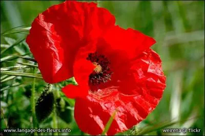 Quelle est cette fleur rouge ?