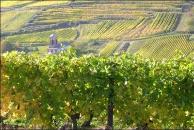 L'Alsace est traverse par la plus ancienne 'Route des vins' de France. Depuis 1953 elle court  travers les vignes sur 170 km. Quelle est la particularit du vignoble d'Ottrott ?
