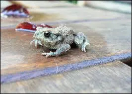Comment s'appelle le petit du crapaud ?