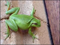 Comment se nomme cette petite grenouille verte ?