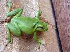 Comment se nomme cette petite grenouille verte ?