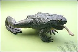 Dans quel pays vit la grenouille Goliath, appele aussi grenouille gante ?