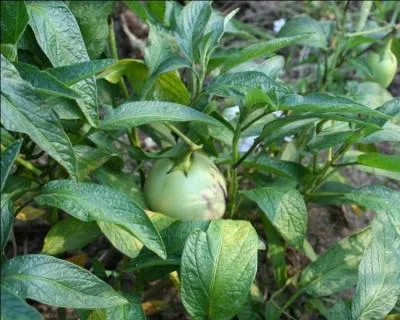 Plante buissonnante donnant des fruits appels melon-poire :