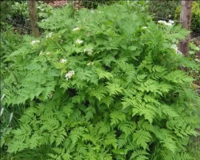 Ce lgume racine originaire d'Europe centrale est considr comme la petite truffe du jardin :