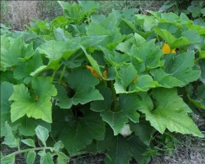 Cette cucurbitace fut ramene d'Amrique par Christophe Colomb :