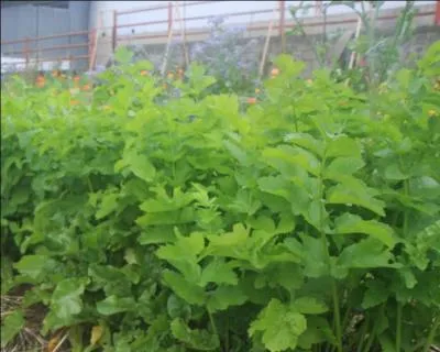 Dtron par la carotte, ce lgume avait une place importante dans l'alimentation au moyen ge :