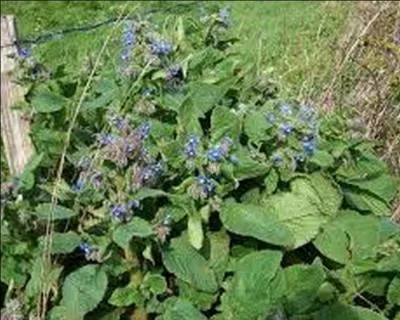 Les grands chefs cuisiniers lui ont redonn ses lettres de noblesse :