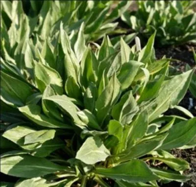 Elle est appele galement 'barbe de bouc' ou 'viprine' :