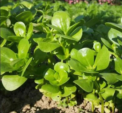 Considre comme une mauvaise herbe, c'est une salade riche en omga 3 :