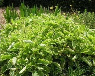 Il peut atteindre une taille de 1m50 et c'est une espce vivace :