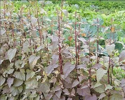 Ses feuilles charnues sont dlicieuses et riches en lments nutritifs :