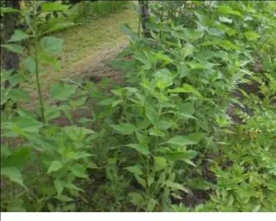 Ramen du Canada au 17 me sicle, il fut supplant par la pomme de terre :