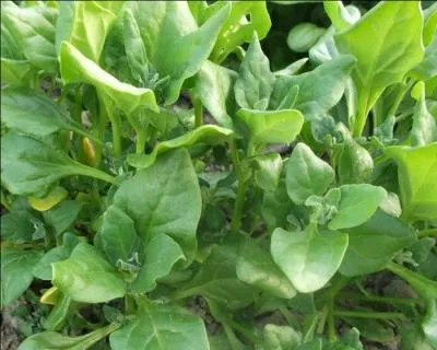 Rapporte de Nouvelle-Zlande par le capitaine Cook, elle est considre comme l'pinard de l't :