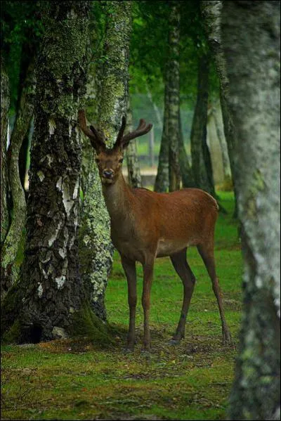Pour quelle activit est connue cette rgion, depuis les travaux d'asschement de Napolon III ?