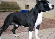 Quiz Les chiens