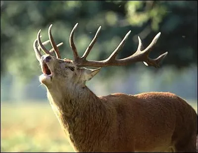 Quel est cet animal ?