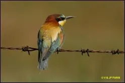 Quel est cet oiseau ?