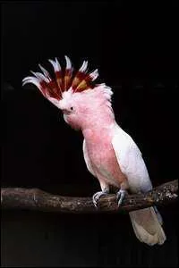 Quel est cet oiseau ?