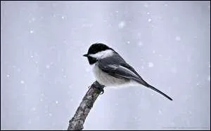 Quelle est cette msange ?