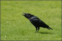 Quel est cet oiseau ?