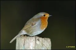 Quel est cet oiseau ?