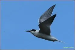 Quel est ce sterne ?