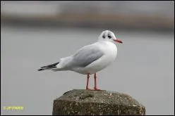 Quelle est cette mouette ?