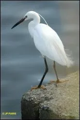 Quel est cet oiseau ?